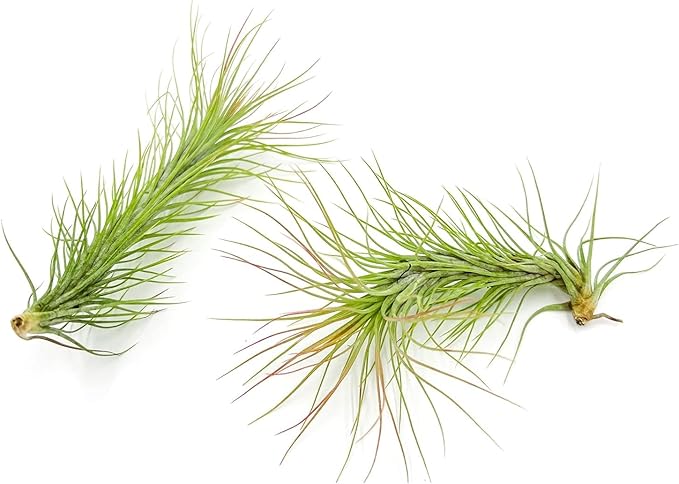 Air Plants - Tillandsia Funckiana, Large 5" - 1ct - Live Arrival Guaranteed - House Plants for Home Decor & Gift-PurrikoPets