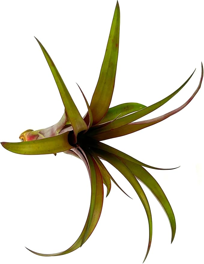 Air Plants - Tillandsia Red Capitata, Large 5-7” - 3 ct - Live Arrival Guaranteed - House Plants for Home Decor & Gift-PurrikoPets