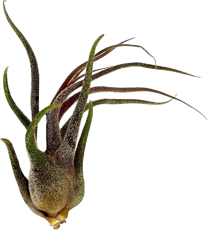 Air Plants - Tillandsia Pruinosa, Large 3-5" - 1ct - Live Arrival Guaranteed - House Plants for Home Decor & Gift-PurrikoPets