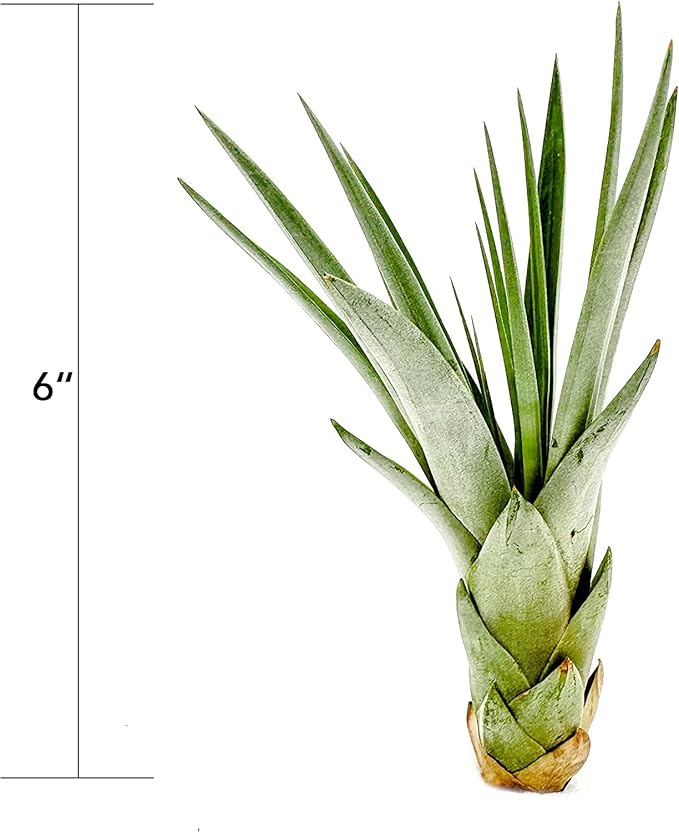 Air Plants - Tillandsia Fasciculata Tricolor, Large 4-6" - 2ct - Live Arrival Guaranteed - House Plants for Home Decor & Gift-PurrikoPets