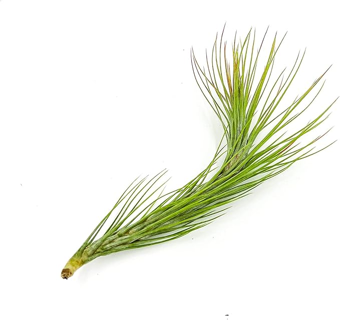 Air Plants - Tillandsia Funckiana Hybrid, Large 5-7" - 5ct - Live Arrival Guaranteed - House Plants for Home Decor & Gift-PurrikoPets