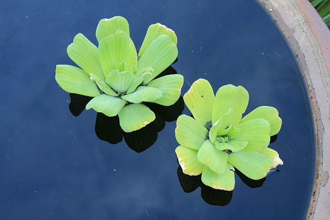 2 Water Lettuce + 2 Water Hyacinth Bundle - Floating Live Pond Plants-PurrikoPets
