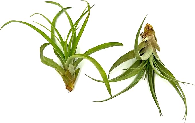 Air Plants - Tillandsia Capitata (Peach), Large 5-7” - 2 ct - Live Arrival Guaranteed - House Plants for Home Decor & Gift-PurrikoPets