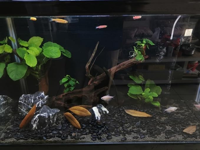 20 lbs Black Pebbles for Plants, 0.8-1.2 inch River Rocks for Landscaping, Decorative Stones for Vase Fillers, Fish Tank Gravel and Garden Rocks-PurrikoPets