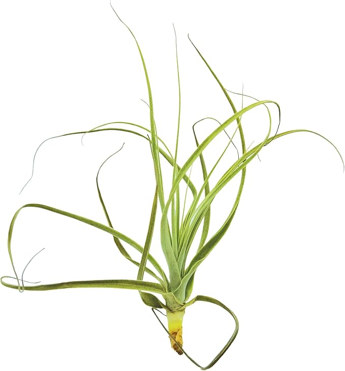 Air Plants - Tillandsia Straminea Jumbo 6-9" - 1ct - Live Arrival Guaranteed - House Plants for Home Decor & Gift-PurrikoPets