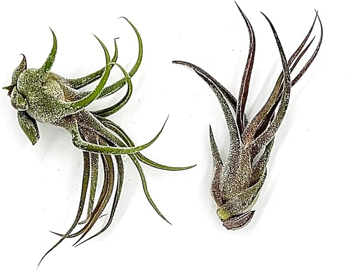 Air Plants - Tillandsia Pruinosa, Large 3-5" - 2ct - Live Arrival Guaranteed - House Plants for Home Decor & Gift-PurrikoPets