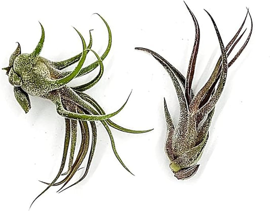 Air Plants - Tillandsia Pruinosa, Large 3-5" - 2ct - Live Arrival Guaranteed - House Plants for Home Decor & Gift-PurrikoPets