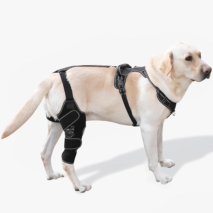 Dog Knee Brace with Adjustable Support – ACL & CCL Tear Recovery, Post-Surgery Stabilization, Mobility Aid for Rear Legs – Includes Secure Chest Harness for Dogs(Right,L)-PurrikoPets