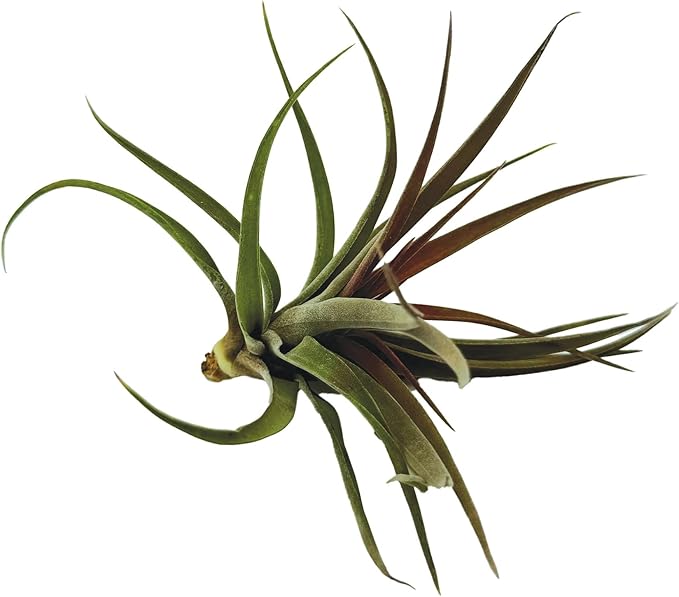 Air Plants - Tillandsia Brachycaulos Abdita, Large 4-6" - 1 ct - Live Arrival Guaranteed - House Plants for Home Decor & Gift-PurrikoPets