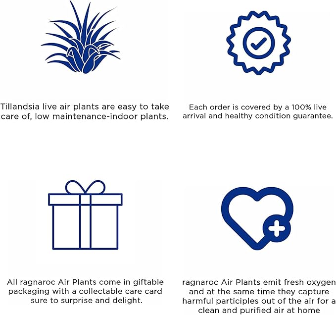 Air Plants - Tillandsia Seleriana, Large 4-6" - 1ct - Live Arrival Guaranteed - House Plants for Home Decor & Gift-PurrikoPets
