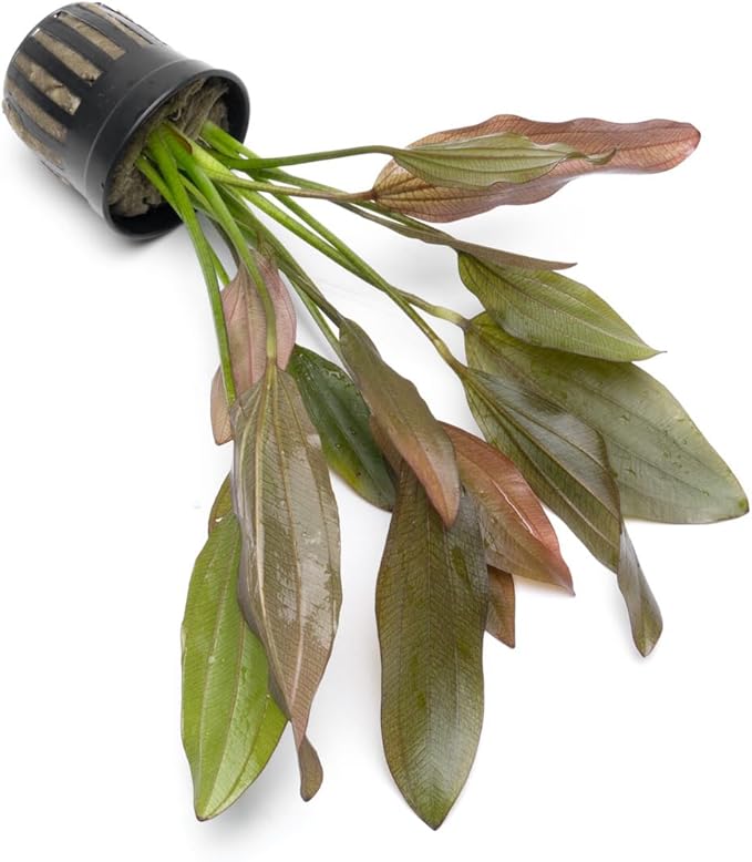 Echinodorus Rose Sword Live Plant for Freshwater Aquariums, Natural Fish Tank Decorations, and Aquatic Decor (1 Pot (2-3 Plants))-PurrikoPets