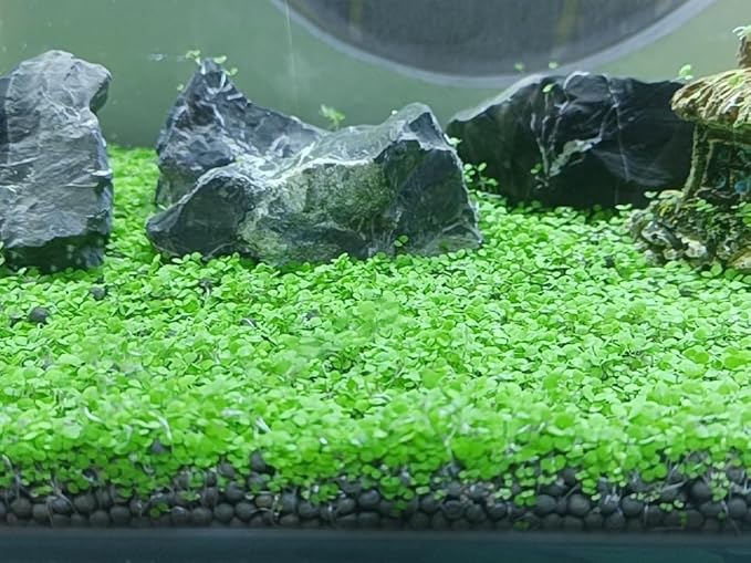 4 Pack Aquarium Plant S.e.e.ds, no Artificial Plastic Plant, Fish Tank Live Grass for All Substrate (0.36ozTiny+0.36oz Long+0.36oz Short+0.36oz Big Dual) ZQV-005-PurrikoPets