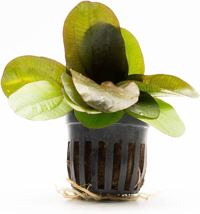 Echinodorus Reni Sword Live Plant for Freshwater Aquariums, Natural Fish Tank Decorations, and Aquatic Decor (1 Pot (2-3 Plants))-PurrikoPets