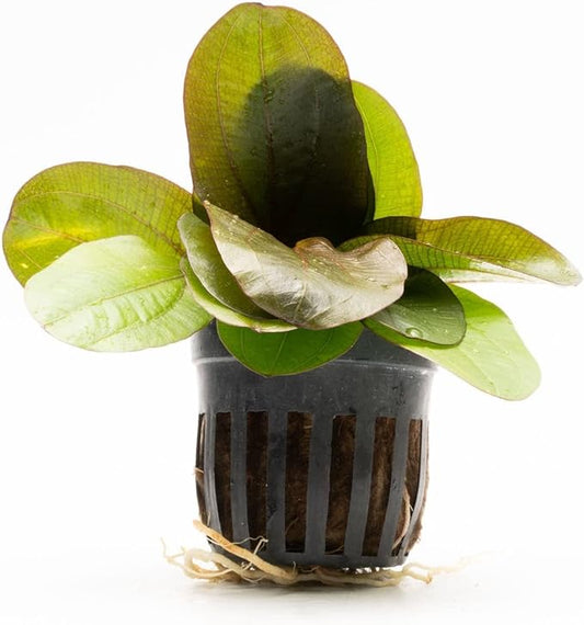 Echinodorus Reni Sword Live Plant for Freshwater Aquariums, Natural Fish Tank Decorations, and Aquatic Decor (1 Pot (2-3 Plants))-PurrikoPets