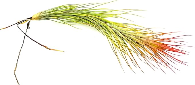 Air Plants - Tillandsia Funckiana Hybrid, Large 5-7" - 3ct - Live Arrival Guaranteed - House Plants for Home Decor & Gift-PurrikoPets