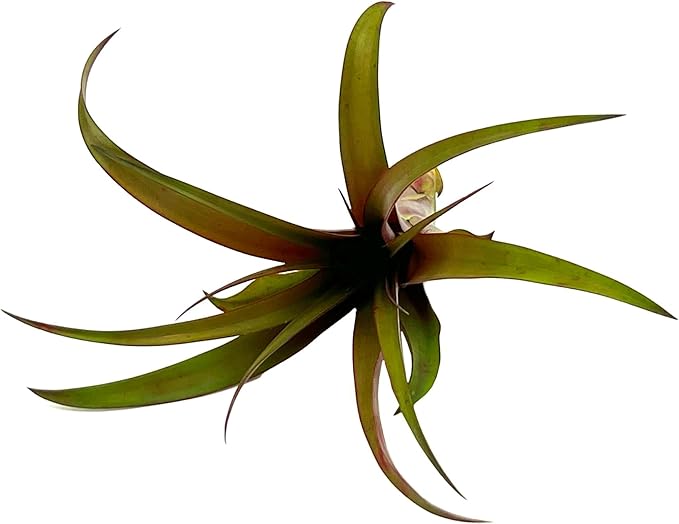 Air Plants - Tillandsia Red Capitata, Large 5-7” - 5 ct - Live Arrival Guaranteed - House Plants for Home Decor & Gift-PurrikoPets
