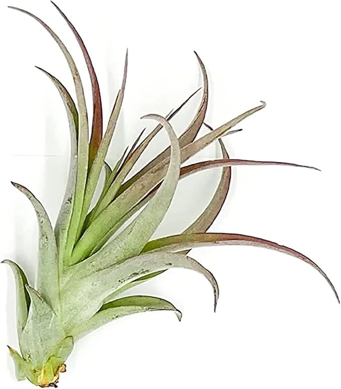 Air Plants - Tillandsia Brachycaulos Multiflora, Jumbo 5-7" - 1 ct - Live Arrival Guaranteed - House Plants for Home Decor & Gift-PurrikoPets