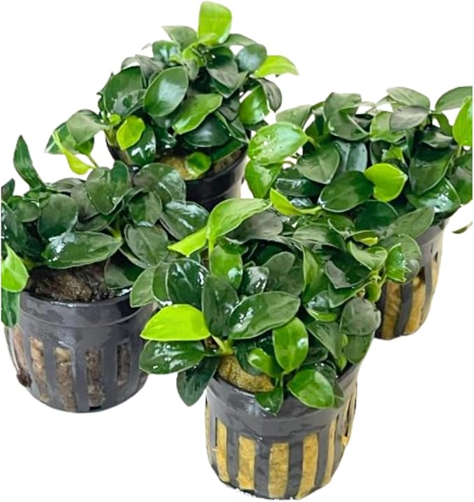 4X Anubias Nana Petite Potted Aquarium Live Plant for Fish Tank Decoration-PurrikoPets
