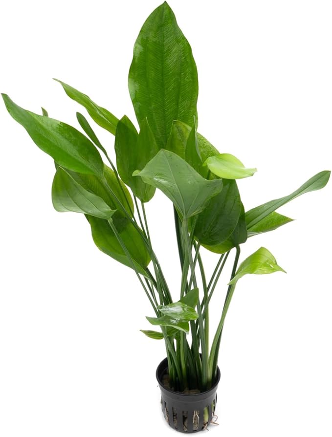 Echinodorus Grandifolius Sword Live Plant for Freshwater Aquariums, Natural Fish Tank Decorations, and Aquatic Decor (1 Pot (2-3 Plants))-PurrikoPets