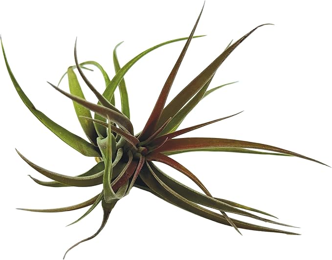 Air Plants - Tillandsia Brachycaulos Abdita, Large 4-6" - 2 ct - Live Arrival Guaranteed - House Plants for Home Decor & Gift-PurrikoPets