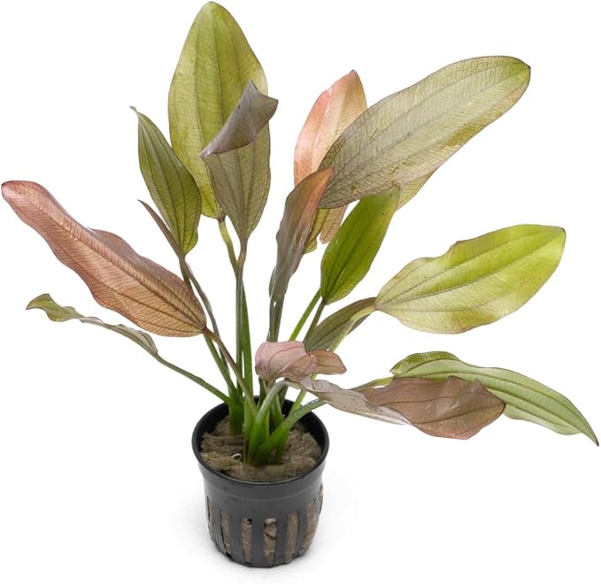 Echinodorus Rose Sword Live Plant for Freshwater Aquariums, Natural Fish Tank Decorations, and Aquatic Decor (1 Pot (2-3 Plants))-PurrikoPets