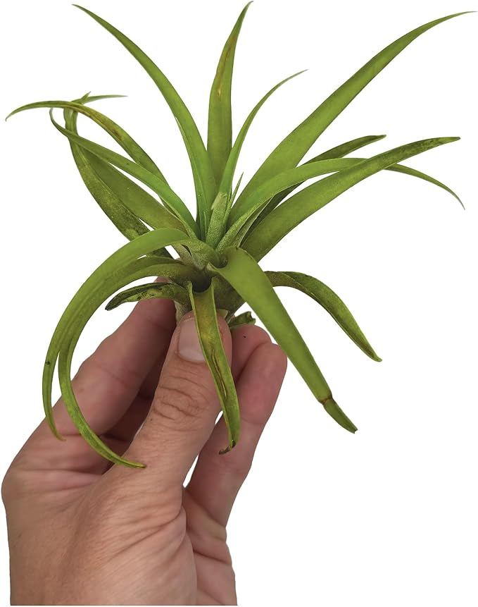 Air Plants - Tillandsia Capitata (Peach), Large 5-7” - 1 ct - Live Arrival Guaranteed - House Plants for Home Decor & Gift-PurrikoPets