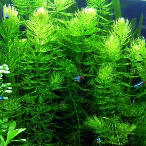 3 Hornwort Bunch Plants for Ponds or Aquariums-PurrikoPets