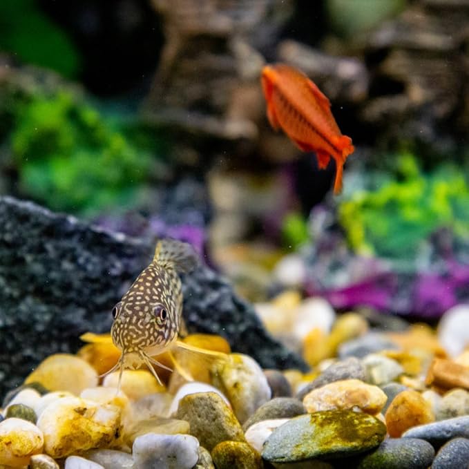 2lbs Aquarium Rocks, 5/8" Natural Mixed Pebbles for Plants Decorative Polished River Rocks for Fish Tank, Landscaping, Gardening, Flower Pots, Vase Fillers, Indoor Water Fountains,-PurrikoPets