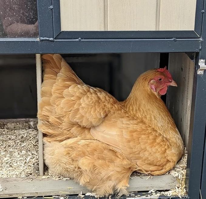 Eaton Pet and Pasture, Naturally Grown Hemp Pet Bedding for Chickens, Nesting Boxes, Rabbits, Hamsters, Small Pets, Highly Absorbent, Hypoallergenic, Eco-Friendly, Farmer Owned 28L-PurrikoPets