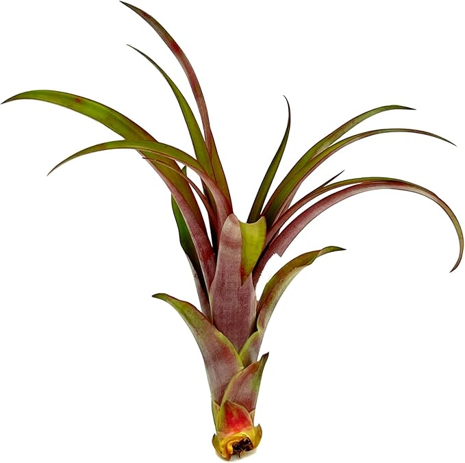 Air Plants - Tillandsia Red Capitata, Large 5-7” - 1ct - Live Arrival Guaranteed - House Plants for Home Decor & Gift-PurrikoPets