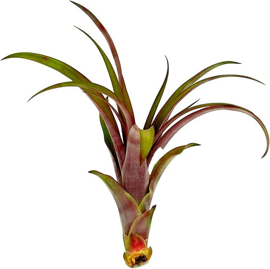 Air Plants - Tillandsia Red Capitata, Large 5-7” - 1ct - Live Arrival Guaranteed - House Plants for Home Decor & Gift-PurrikoPets