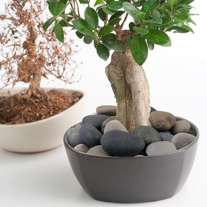 40lbs Natural River Rocks, 1-2" Premium Pebbles for Garden and Landscape Design, Hand-Picked Smooth Stones for Fish Tank, Flower Pots, Indoor Water Fountains, Pathways, Backyard-PurrikoPets