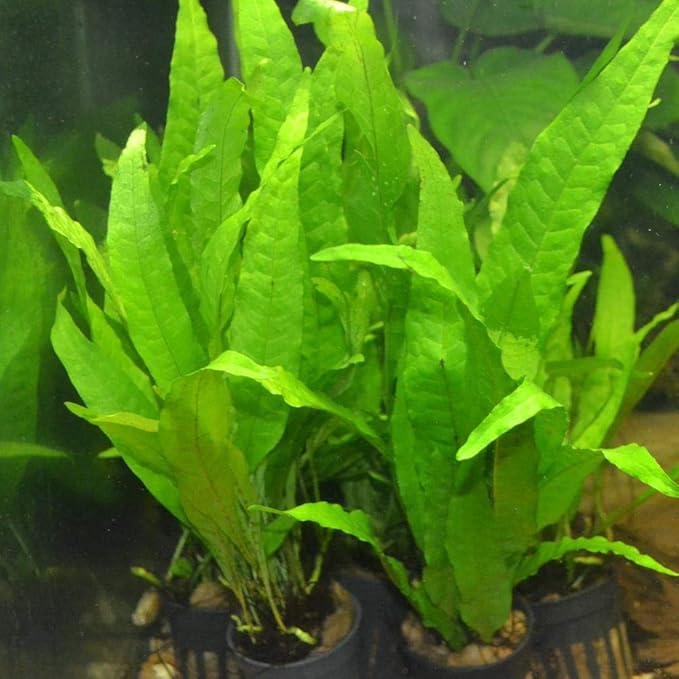 3 Aquatic Plants Bundle | Live Plants for Freshwater Aquariums (3 X Microsorum Java Fern Plants)-PurrikoPets