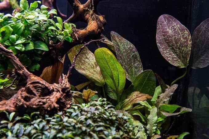 Echinodorus Fancy Twist Sword Live Plant for Freshwater Aquariums, Natural Fish Tank Decorations, and Aquatic Decor (1 Pot (2-3 Plants))-PurrikoPets