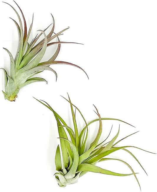Air Plants - Tillandsia Brachycaulos Multiflora, Jumbo 5-7" - 2 ct - Live Arrival Guaranteed - House Plants for Home Decor & Gift-PurrikoPets