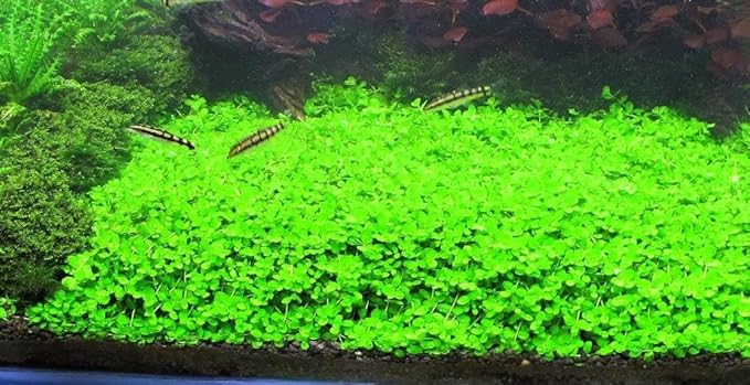 Foreground Potted Live Aquarium Plants | Freshwater Aquatic Plants for Aquariums (Potted Monte Carlo, 5 Pack)-PurrikoPets