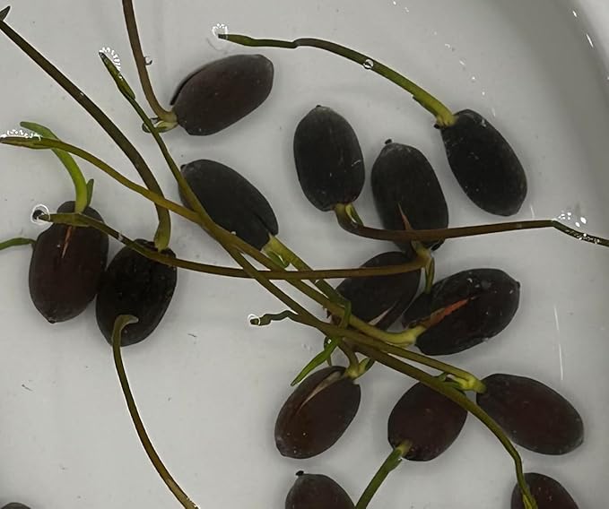 10 Sacred Lotus Seeds for Planting in Water Mixed Flower Color Pink Red White Yellow Multicolor Aquatic Nelumbo nucifera Bonsai Bowl Lotus Seed Ponds Water Feature Gardens Water Lily (10, Lotus Seed)-PurrikoPets