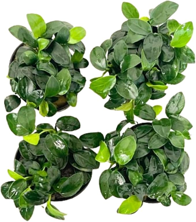 4X Anubias Nana Petite Potted Aquarium Live Plant for Fish Tank Decoration-PurrikoPets