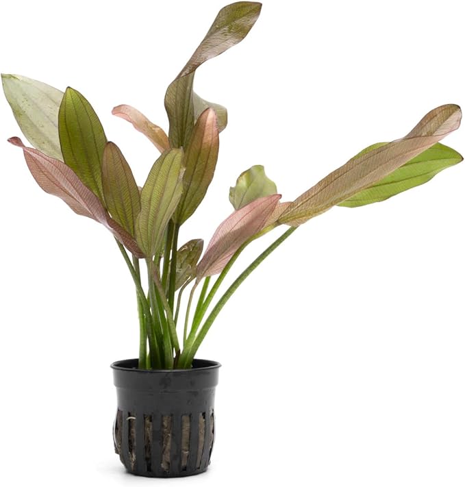 Echinodorus Rose Sword Live Plant for Freshwater Aquariums, Natural Fish Tank Decorations, and Aquatic Decor (1 Pot (2-3 Plants))-PurrikoPets