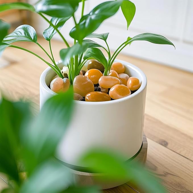 5 Lbs River Rocks for Plants,0.8-1.5 Inch Decorative Ornamental Pebbels, High Polished Stones for Garden Landscaping, Smooth Gravel Filler for Outdoor Plants, Succulents, Fish Tank and Vases, Yellow-PurrikoPets