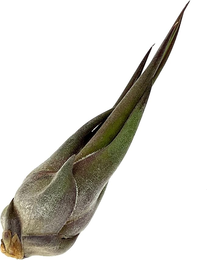 Air Plants - Tillandsia Seleriana, Large 4-6" - 5ct - Live Arrival Guaranteed - House Plants for Home Decor & Gift-PurrikoPets