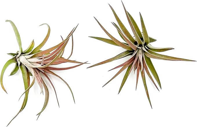 Air Plants - Tillandsia Brachycaulos Abdita, Large 4-6" - 2 ct - Live Arrival Guaranteed - House Plants for Home Decor & Gift-PurrikoPets