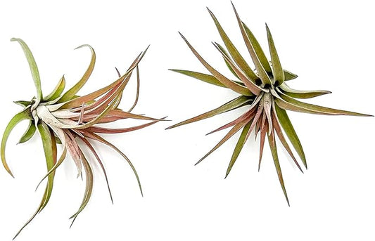 Air Plants - Tillandsia Brachycaulos Abdita, Large 4-6" - 2 ct - Live Arrival Guaranteed - House Plants for Home Decor & Gift-PurrikoPets