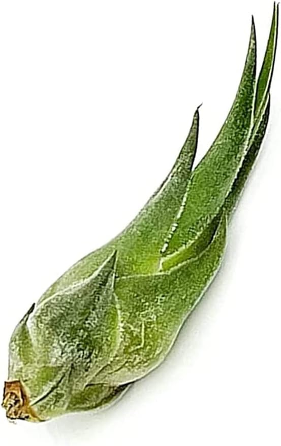 Air Plants - Tillandsia Seleriana, Large 4-6" - 2ct - Live Arrival Guaranteed - House Plants for Home Decor & Gift-PurrikoPets