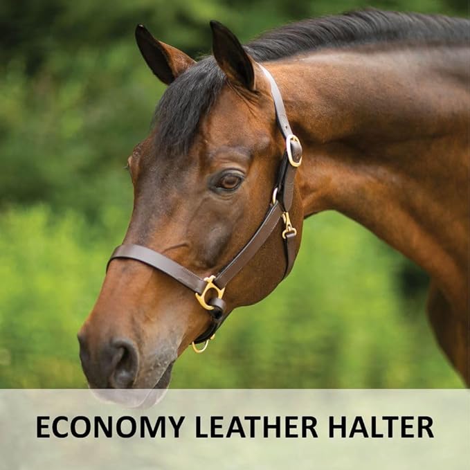 Dura-Tech Premier Lancaster Leather Halter for Horses | Simple Economy Leather Halter with Adjustable Fit & Solid Brass Hardware-PurrikoPets