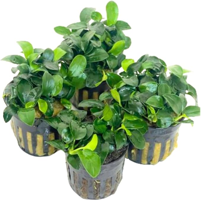 4X Anubias Nana Petite Potted Aquarium Live Plant for Fish Tank Decoration-PurrikoPets