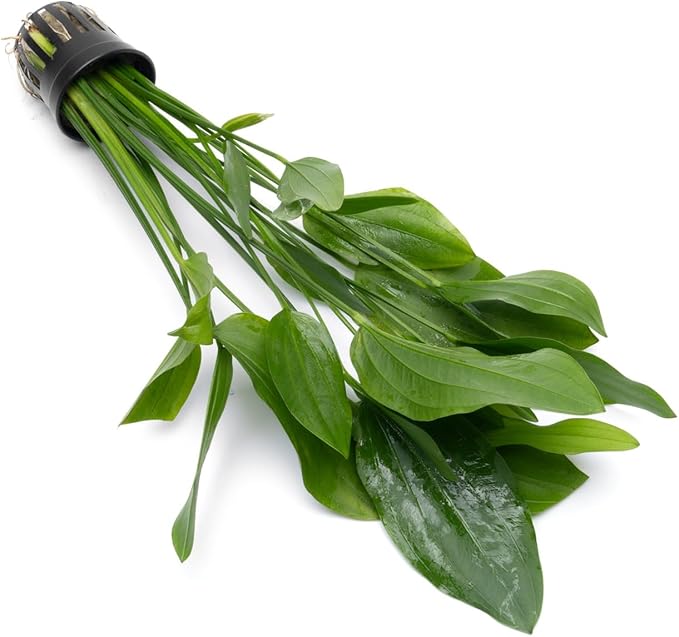 Echinodorus Grandifolius Sword Live Plant for Freshwater Aquariums, Natural Fish Tank Decorations, and Aquatic Decor (1 Pot (2-3 Plants))-PurrikoPets