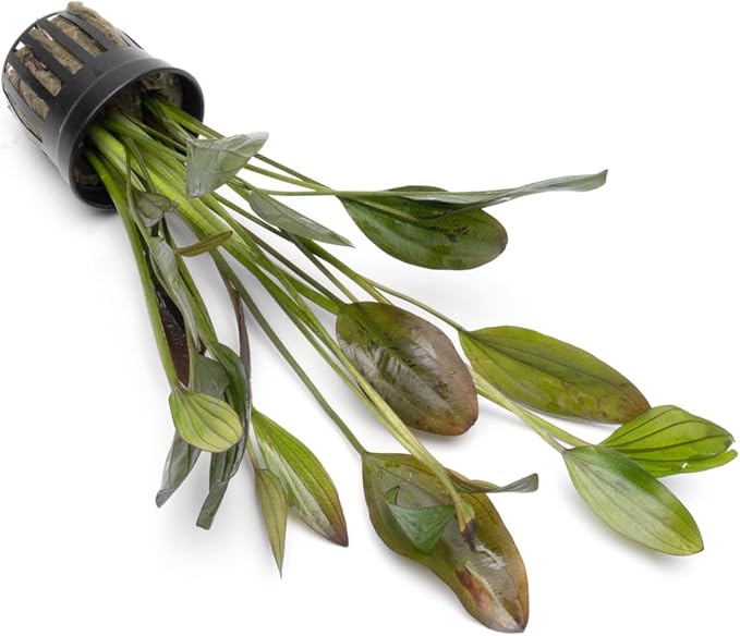 Echinodorus Ozelot Green Sword Live Plant for Freshwater Aquariums, Natural Fish Tank Decorations, and Aquatic Decor (1 Pot (2-3 Plants))-PurrikoPets
