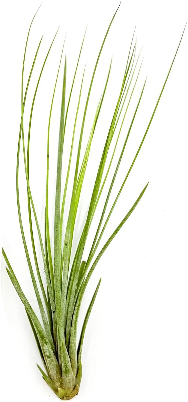 Air Plants - Tillandsia Juncea, Jumbo 8-12" - 1ct - Live Arrival Guaranteed - House Plants for Home Decor & Gift-PurrikoPets