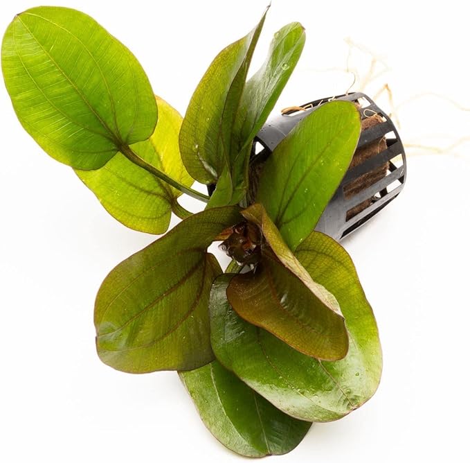 Echinodorus Reni Sword Live Plant for Freshwater Aquariums, Natural Fish Tank Decorations, and Aquatic Decor (1 Pot (2-3 Plants))-PurrikoPets